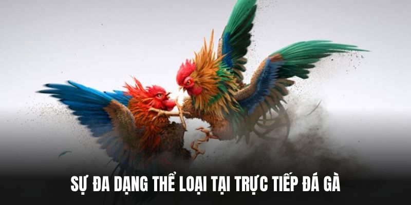 Sự đa dạng thể loại tại trực tiếp đá gà.