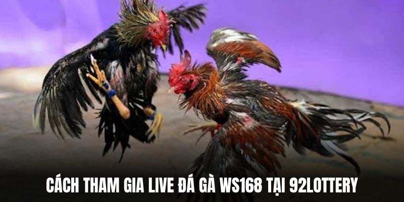 Cách tham gia live đá gà WS168 tại 92Lottery.